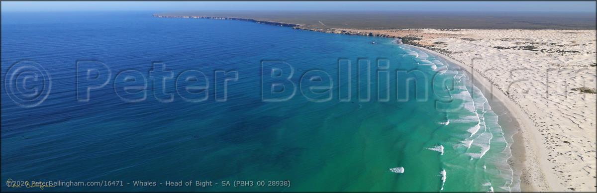 Peter Bellingham Photography Whales - Head of Bight - SA (PBH3 00 28938)